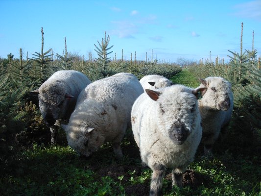 Shropshire-Schafe zwischen den Weihnachtsbäumen