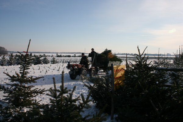 Arbeiten in der verschneiten Weihnachtsbaumplantage