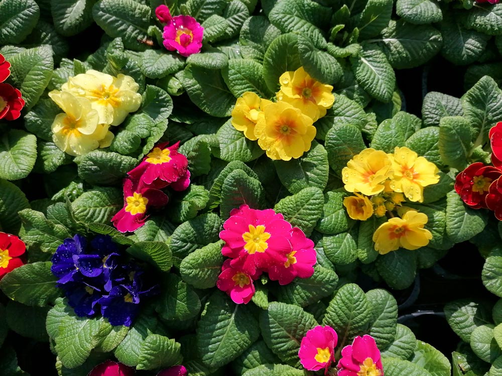 Bunte Blumen