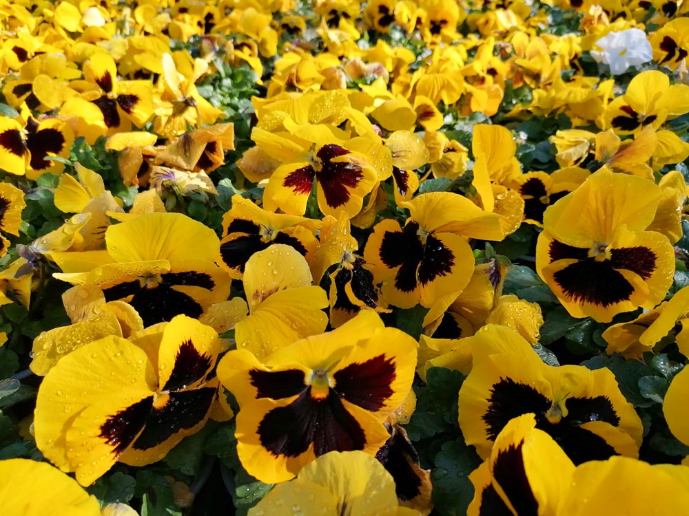 Bunte Blumen