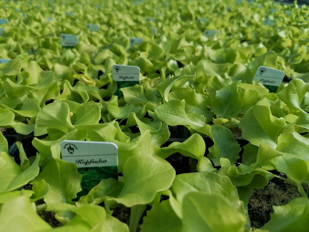 Kopfsalat