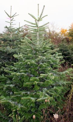 Nordmanntanne