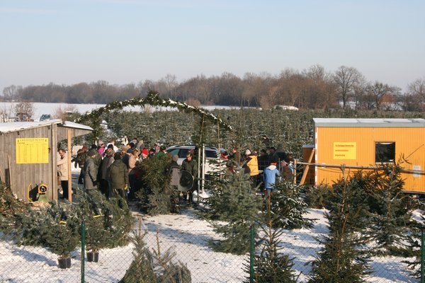 Weihnachtsbaumverkauf auf dem Feld in Kleindalzig